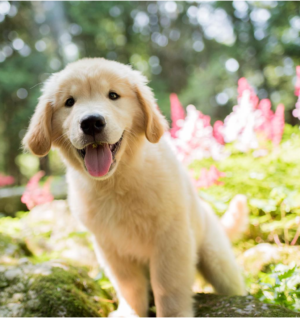 Golden Retriever
