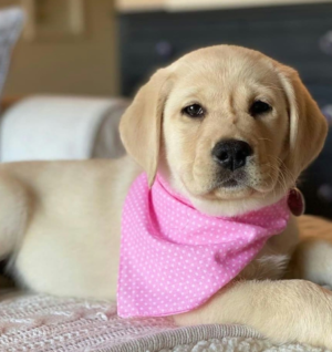 Labrador