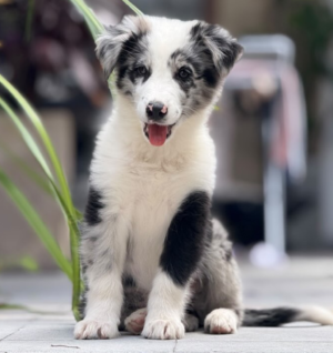 Border Collie