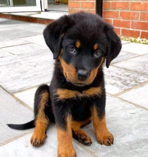 Rottweiler
