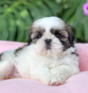Shih Tzu