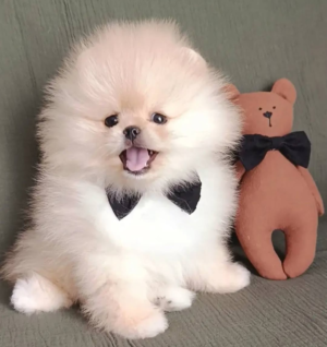 Pomerania