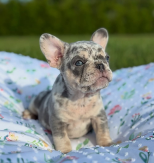 Bulldog Francés