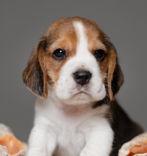 Beagle