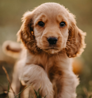 Cocker Spaniel