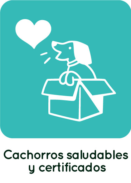 cachorros-saludables