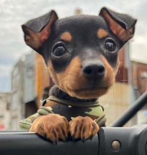 Pinscher